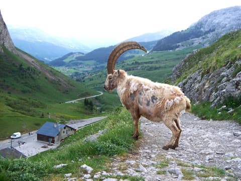 Élagueur Le Reposoir